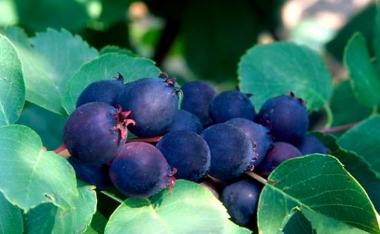 Name:  SaskatoonBerry.JPG
Views: 5920
Size:  32.0 KB