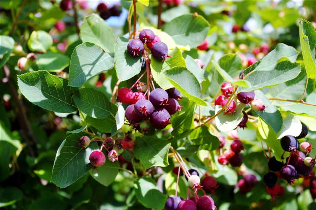 Name:  saskatoonberry_web1.jpg
Views: 3076
Size:  59.1 KB