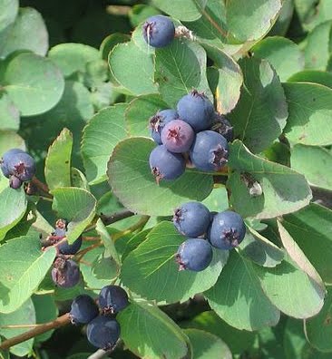 Name:  serviceberry.jpg
Views: 2723
Size:  34.0 KB