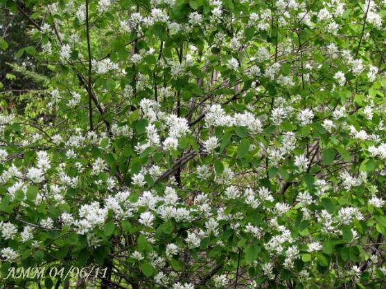 Name:  saskatoon bush.jpg
Views: 3272
Size:  74.6 KB
