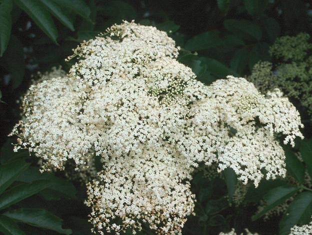 Name:  Elderberry-flower.jpg
Views: 795
Size:  70.2 KB