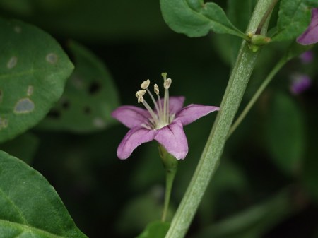 Name:  kuko-chinese-wolfberry.jpg
Views: 1770
Size:  22.8 KB