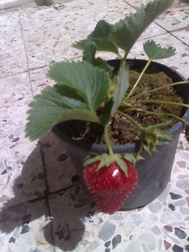 Name:  004.jpg
Views: 10017
Size:  71.4 KB