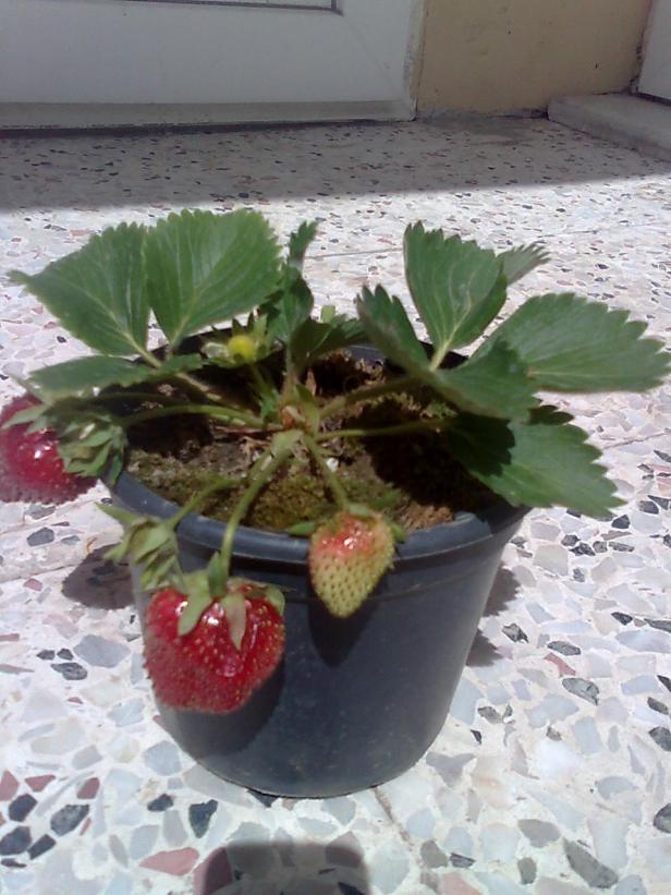 Name:  005.jpg
Views: 2866
Size:  71.1 KB