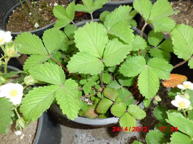 Name:  CIMG1489 (Kopyala).jpg
Views: 1988
Size:  59.9 KB