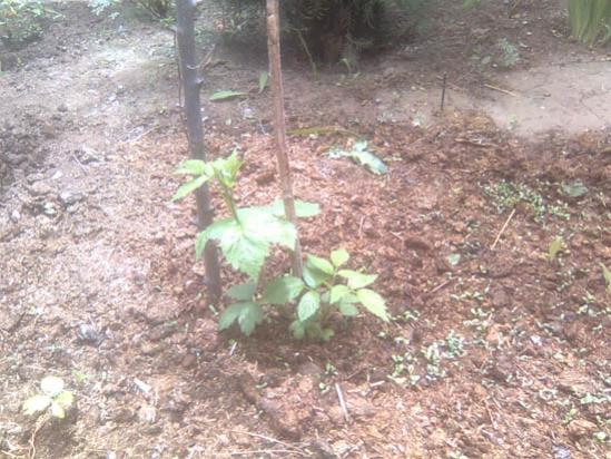 Name:  bogurtlen.jpg
Views: 2241
Size:  54.3 KB
