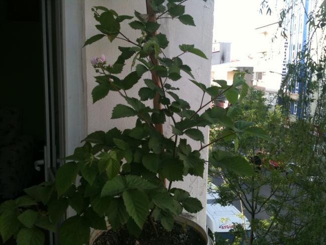 Name:  aydn 013.jpg
Views: 2349
Size:  49.5 KB