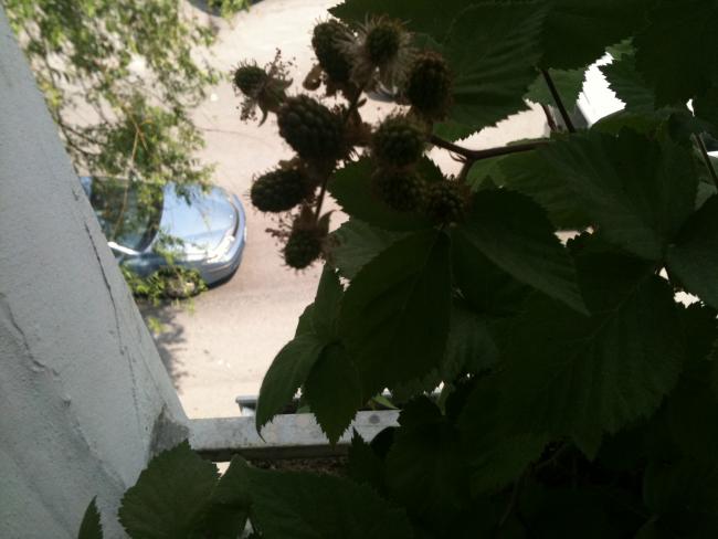Name:  aydn 032.jpg
Views: 1992
Size:  36.3 KB