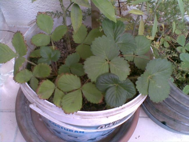 Name:  ilekler 30102011(005).jpg
Views: 2383
Size:  45.4 KB