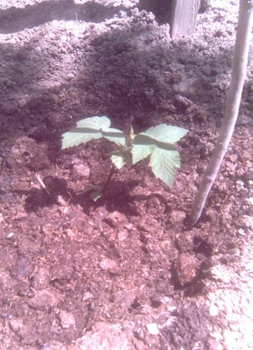 Name:  karaka_black_bogurtlen.jpg
Views: 1177
Size:  42.0 KB