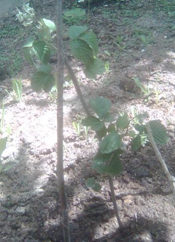 Name:  aksu_pembesi_ahududu.jpg
Views: 1150
Size:  37.6 KB