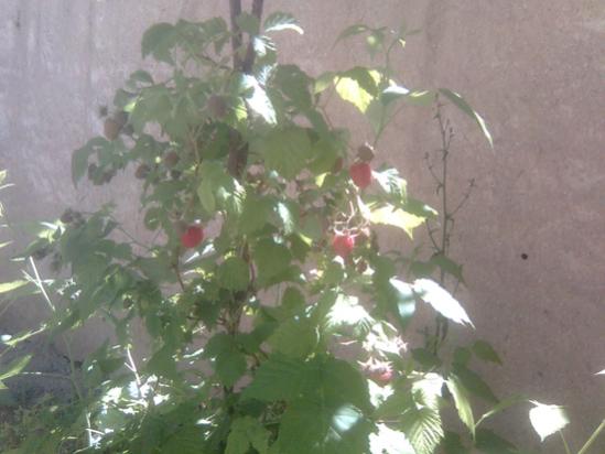 Name:  ahududu_1.jpg
Views: 972
Size:  31.3 KB