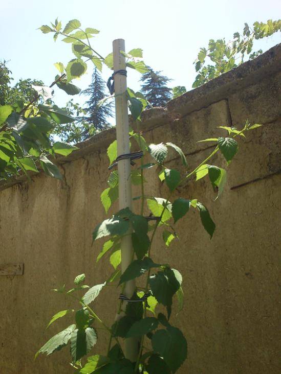 Name:  ahududu.jpg
Views: 1682
Size:  57.6 KB