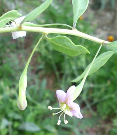 Name:  goji_berry_cicek.jpg
Views: 3863
Size:  23.7 KB