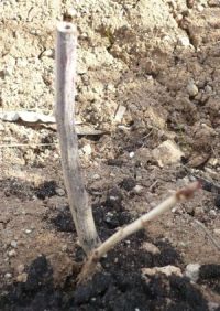 Name:  Ribes.jpg
Views: 902
Size:  47.4 KB