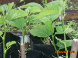 Name:  025.JPG
Views: 9709
Size:  52.6 KB