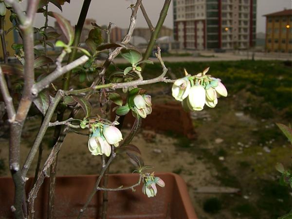 Name:  CIMG0142.jpg
Views: 1991
Size:  42.0 KB