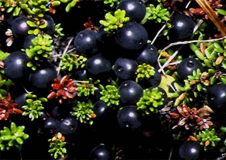 Name:  nigrum.jpg
Views: 4072
Size:  37.2 KB