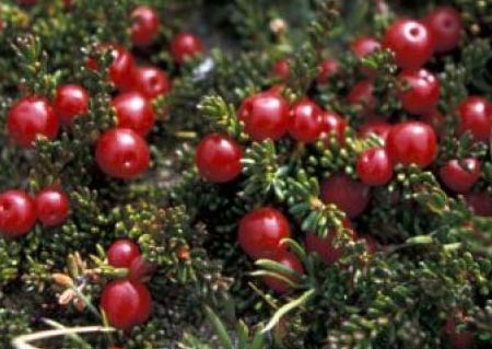 Name:  rubrum.jpg
Views: 4798
Size:  29.8 KB