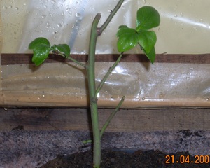 Name:  aama 8.jpg
Views: 1912
Size:  67.5 KB