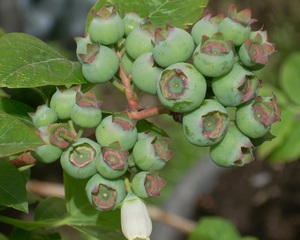 Name:  blueberry_bluecrop.jpg
Views: 2067
Size:  67.0 KB