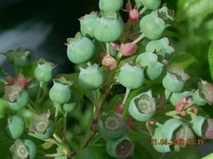 Name:  bluecrop_sby5.jpg
Views: 1947
Size:  69.7 KB