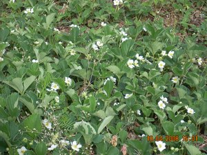 Name:  ilek1.jpg
Views: 6493
Size:  69.2 KB