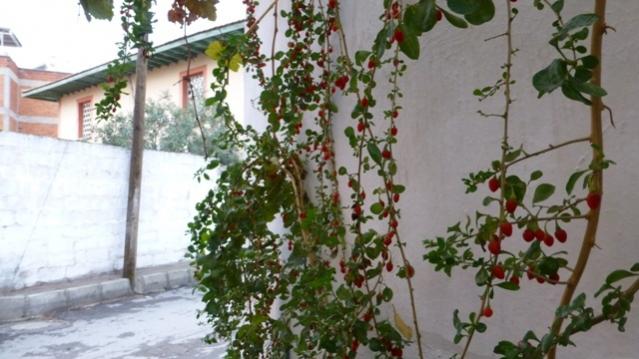 Name:  017.jpg
Views: 2849
Size:  43.5 KB