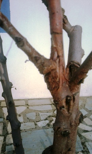Name:  Fotoraf0263.jpg
Views: 2576
Size:  56.1 KB
