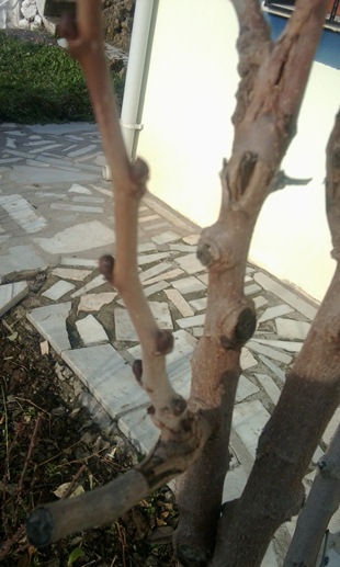 Name:  Fotoraf0264.jpg
Views: 2547
Size:  62.3 KB