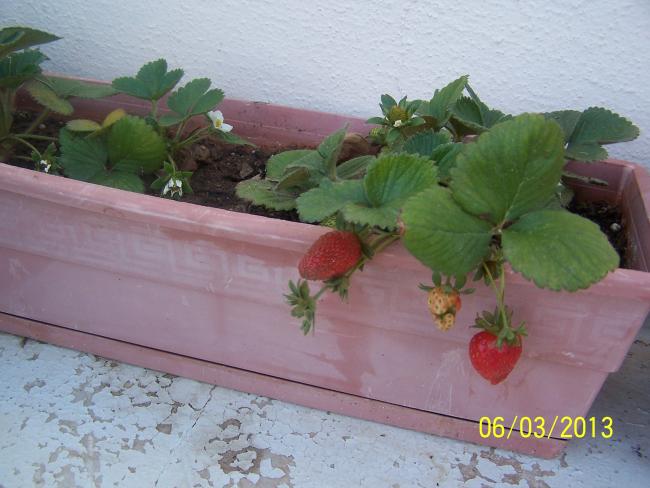 Name:  018.jpg
Views: 2141
Size:  43.9 KB