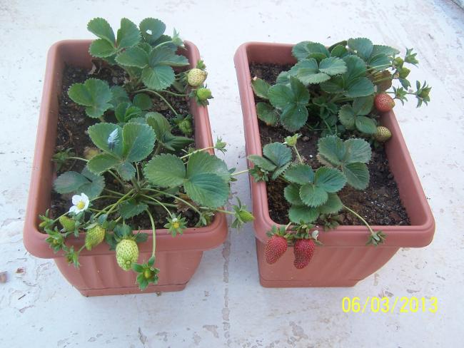 Name:  021.jpg
Views: 2142
Size:  50.7 KB