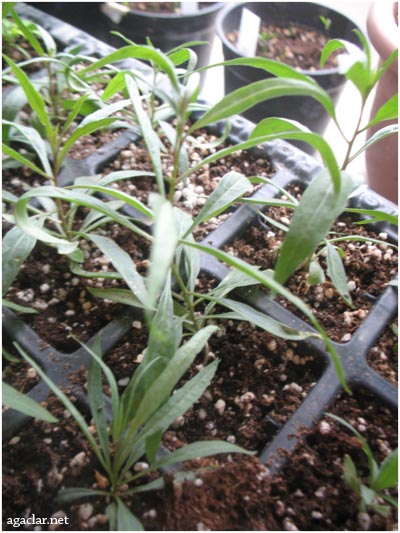 Name:  goji1.jpg
Views: 4625
Size:  55.1 KB