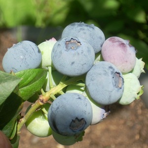 Name:  bluecrop_sby1.jpg
Views: 2040
Size:  68.7 KB