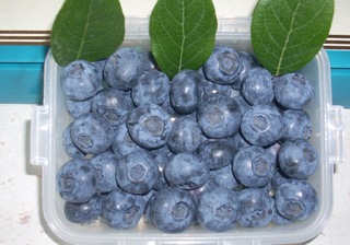 Name:  bluecrop_hasat5.jpg
Views: 2114
Size:  67.7 KB