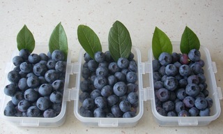 Name:  bluecrop_hasat10.jpg
Views: 2266
Size:  62.2 KB