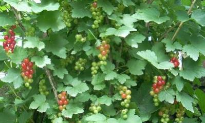Name:  frenk_3.jpg
Views: 5327
Size:  23.1 KB