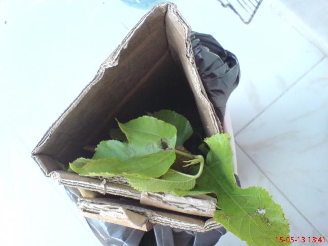 Name:  DSC03305.jpg
Views: 1809
Size:  30.7 KB