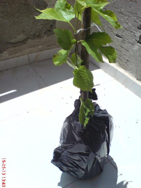 Name:  DSC03306.jpg
Views: 1734
Size:  34.3 KB