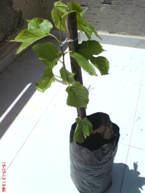 Name:  DSC03308.jpg
Views: 1785
Size:  32.5 KB