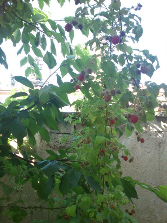 Name:  ahududu.jpg
Views: 2293
Size:  68.0 KB
