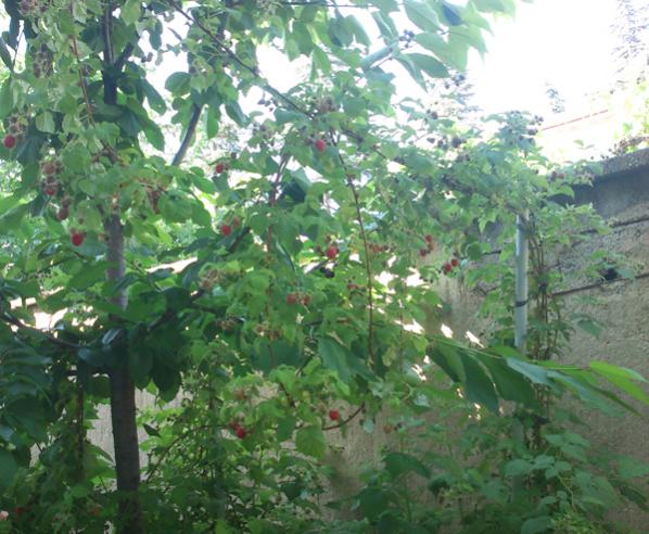 Name:  ahududuu.jpg
Views: 1249
Size:  59.7 KB