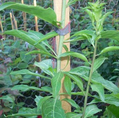 Name:  goji5.jpg
Views: 3966
Size:  65.6 KB