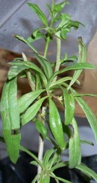 Name:  goji10.jpg
Views: 3914
Size:  14.8 KB