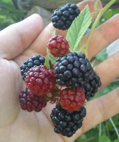 Name:  bogurtlen.jpg
Views: 1428
Size:  26.1 KB