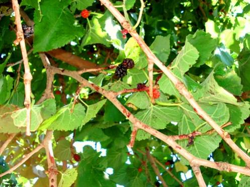 Name:  Kozak-Agacbey-Karadut1.jpg
Views: 28624
Size:  46.6 KB