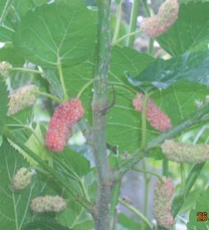 Name:  budama.jpg
Views: 33892
Size:  16.4 KB