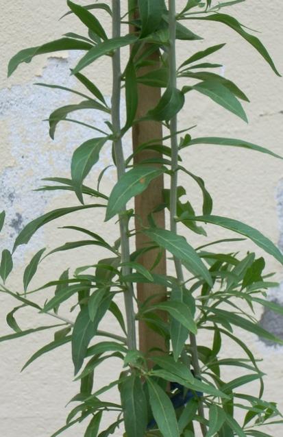 Name:  goji1.jpg
Views: 2127
Size:  47.4 KB