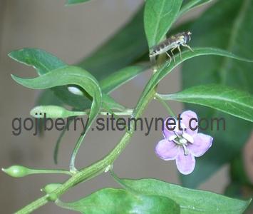 Name:  goji_polenatr.jpg
Views: 1909
Size:  54.0 KB