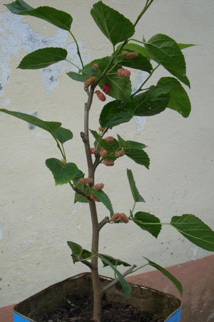 Name: bodur_dut1.jpg
Views: 4351
Size: 39.7 KB